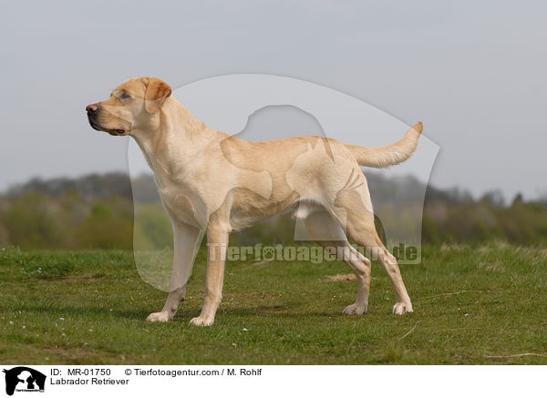 Labrador Retriever / Labrador Retriever / MR-01750