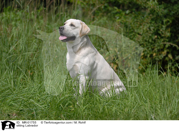 sitzender Labrador / sitting Labrador / MR-01755