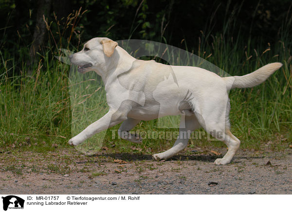 rennender Labrador Retriever / running Labrador Retriever / MR-01757
