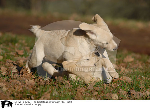 blonder Labrador Welpe / blonde Labrador puppy / MR-01767