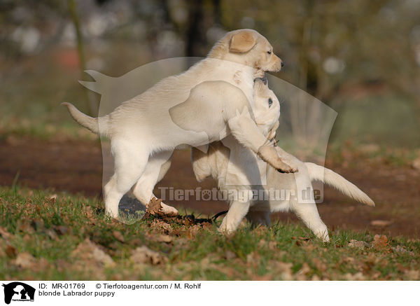 blonder Labrador Welpe / blonde Labrador puppy / MR-01769