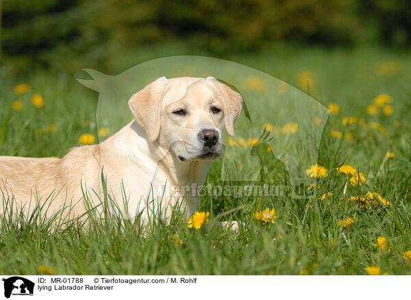 lying Labrador Retriever / MR-01788