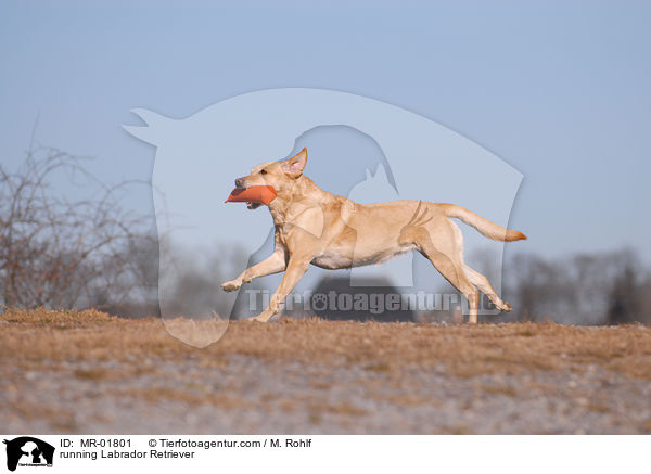 rennender Labrador Retriever / running Labrador Retriever / MR-01801