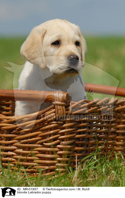 blonde Labrador puppy / MR-01857