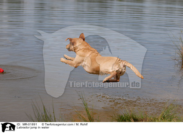 Labrador springt ins Wasser / Labrador jump in water / MR-01891