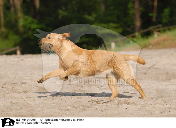 rennender Labrador Retriever / running Labrador Retriever / MR-01905