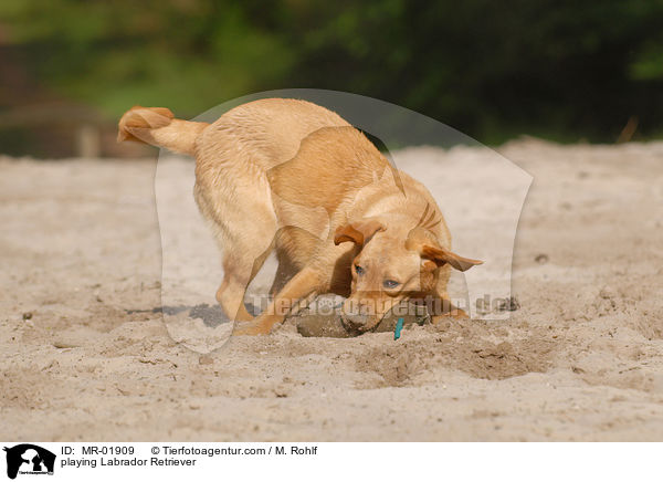 spielender Labrador Retriever / playing Labrador Retriever / MR-01909