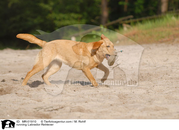 rennender Labrador Retriever / running Labrador Retriever / MR-01910