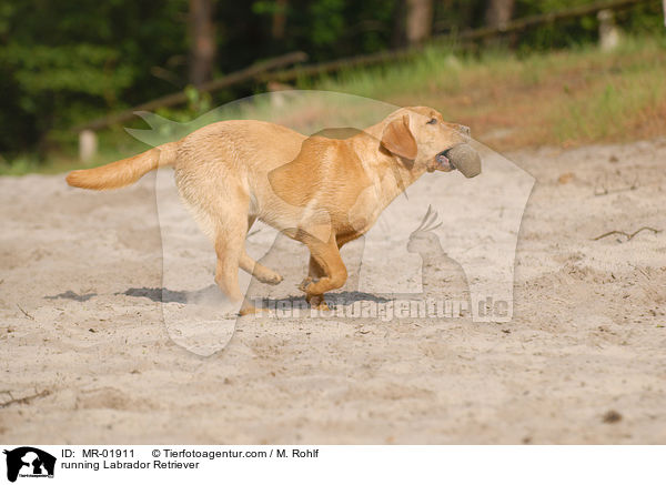 rennender Labrador Retriever / running Labrador Retriever / MR-01911