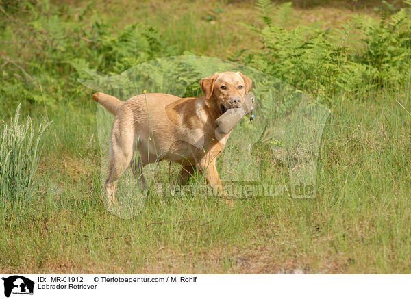 Labrador Retriever / Labrador Retriever / MR-01912