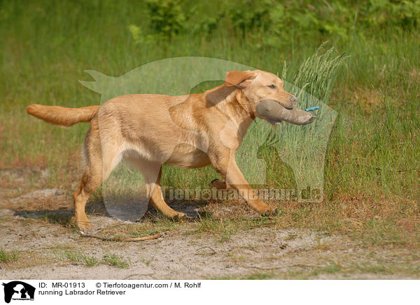 rennender Labrador Retriever / running Labrador Retriever / MR-01913