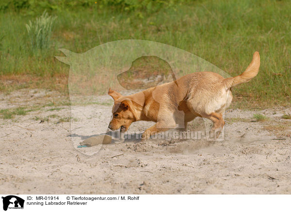 rennender Labrador Retriever / running Labrador Retriever / MR-01914