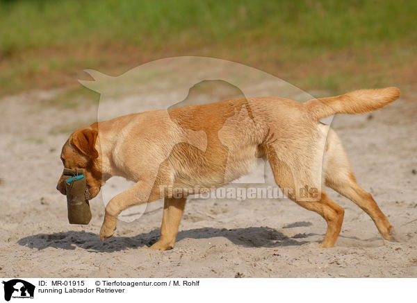 rennender Labrador Retriever / running Labrador Retriever / MR-01915