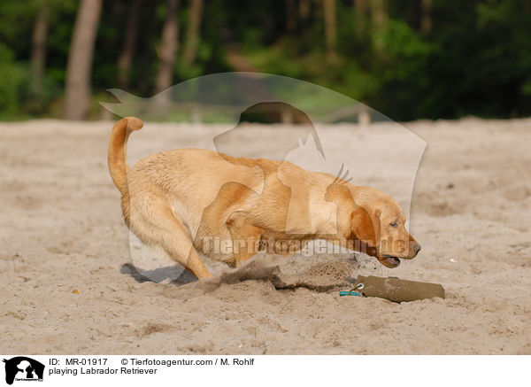 spielender Labrador Retriever / playing Labrador Retriever / MR-01917