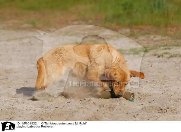 spielender Labrador Retriever / playing Labrador Retriever / MR-01922