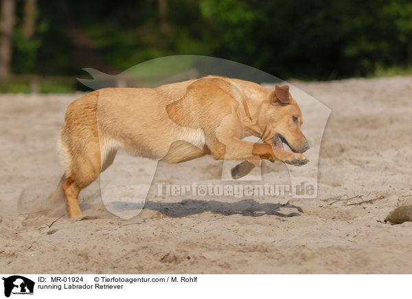 rennender Labrador Retriever / running Labrador Retriever / MR-01924