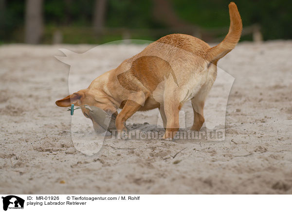 spielender Labrador Retriever / playing Labrador Retriever / MR-01926