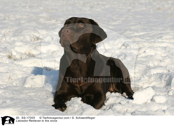 Labrador Retriever in the snow / SS-17005