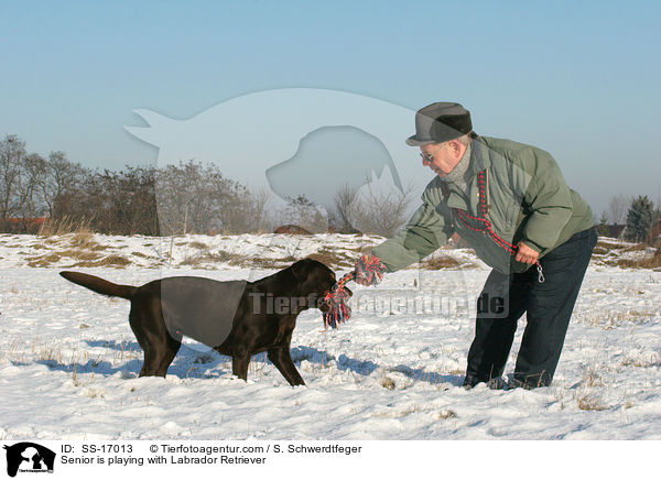 Senior spielt mit Labrador Retriever / Senior is playing with Labrador Retriever / SS-17013