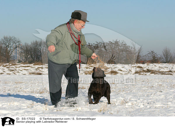 Senior spielt mit Labrador Retriever / Senior playing with Labrador Retriever / SS-17022