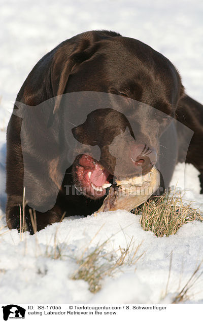 fressender Labrador Retriever im Schnee / eating Labrador Retriever in the snow / SS-17055