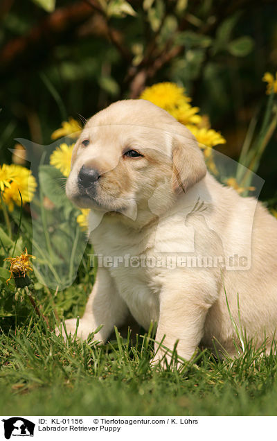 Labrador Retriever Puppy / KL-01156