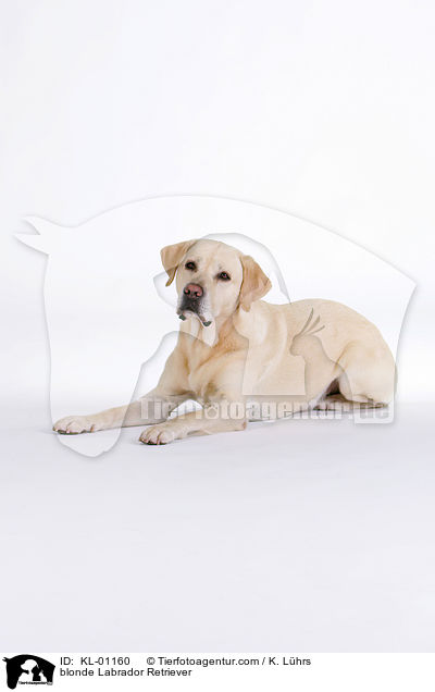 blonde Labrador Retriever / KL-01160