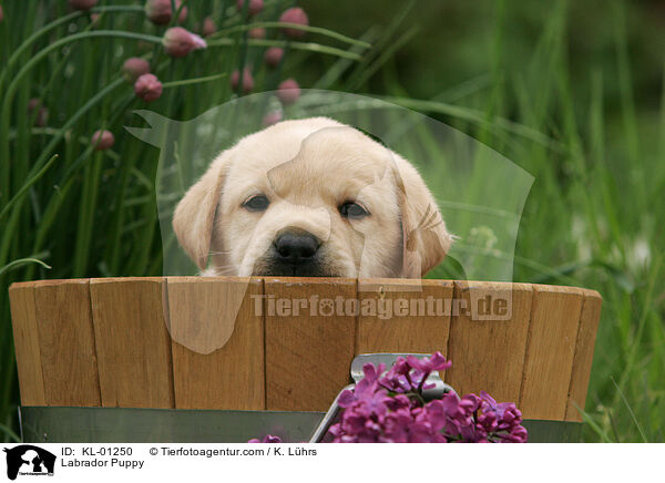 Labrador Welpe / Labrador Puppy / KL-01250