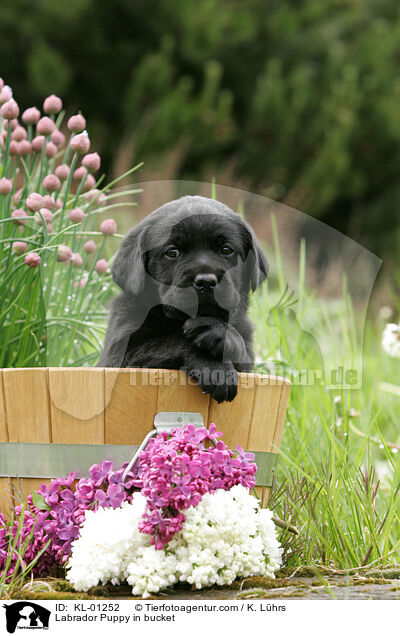 Labrador Welpe im Eimer / Labrador Puppy in bucket / KL-01252