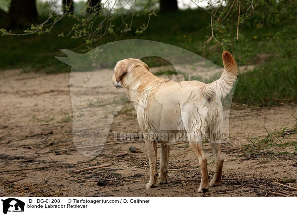 blonder Labrador Retriever / blonde Labrador Retriever / DG-01208