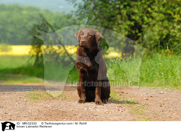 brauner Labrador Retriever / brown Labrador Retriever / MR-02320