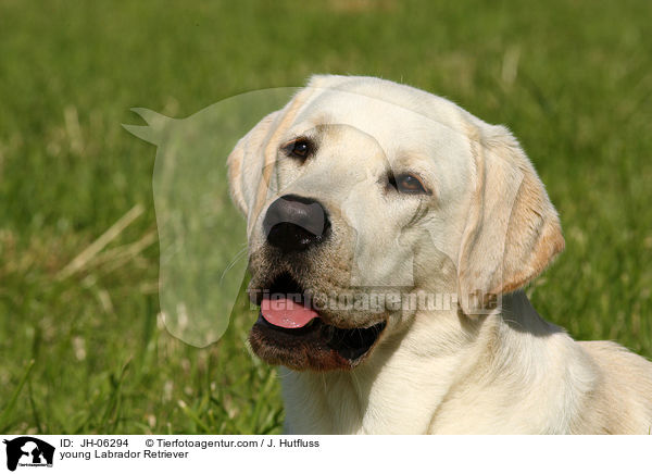 young Labrador Retriever / JH-06294