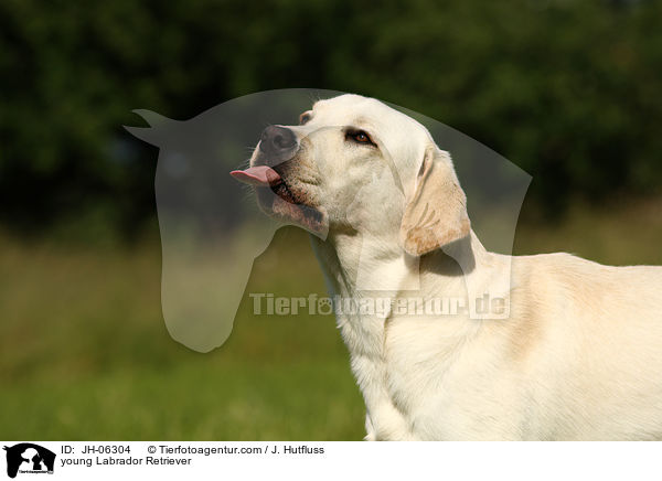 junger Labrador Retriever / young Labrador Retriever / JH-06304