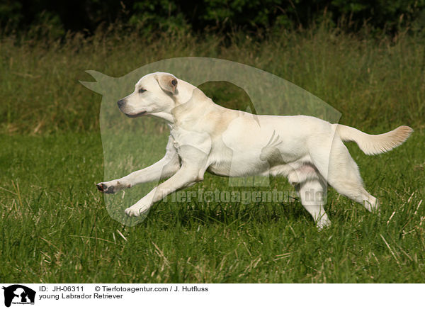 young Labrador Retriever / JH-06311