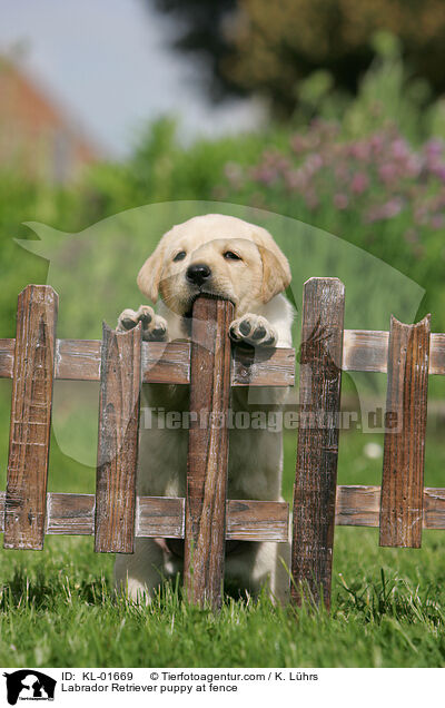 Labrador Retriever puppy at fence / KL-01669