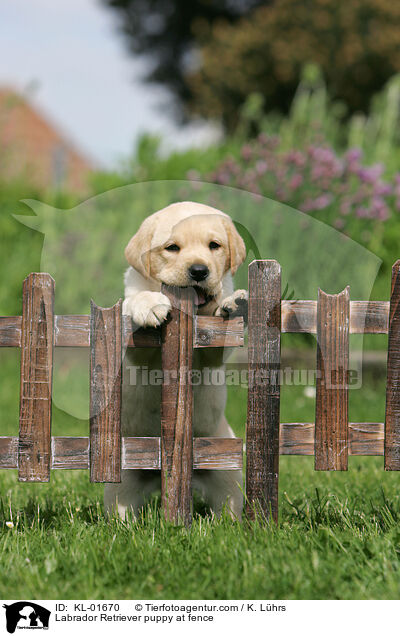 Labrador Retriever puppy at fence / KL-01670