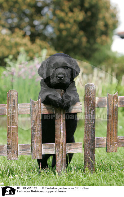 Labrador Retriever Welpe am Zaun / Labrador Retriever puppy at fence / KL-01673