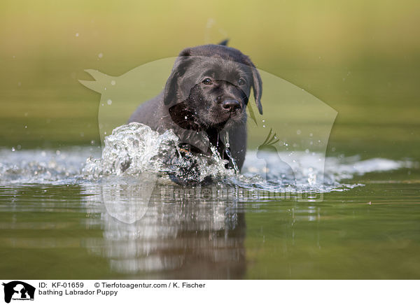 badender Labrador Retriever Welpe / bathing Labrador Puppy / KF-01659