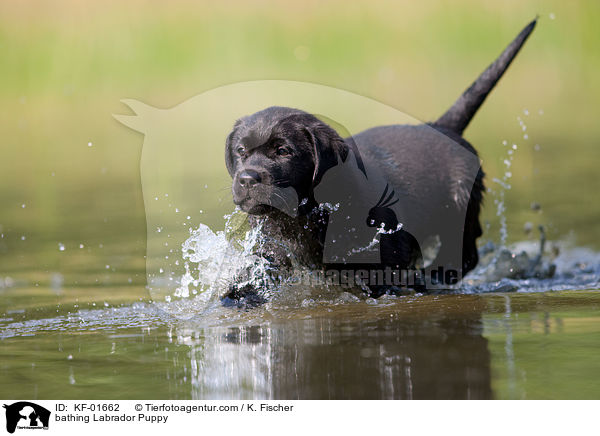 badender Labrador Retriever Welpe / bathing Labrador Puppy / KF-01662