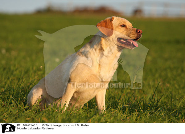 blonder Labrador Retriever / blonde Labrador Retriever / MK-01410