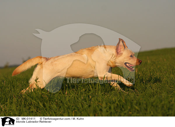 blonder Labrador Retriever / blonde Labrador Retriever / MK-01411