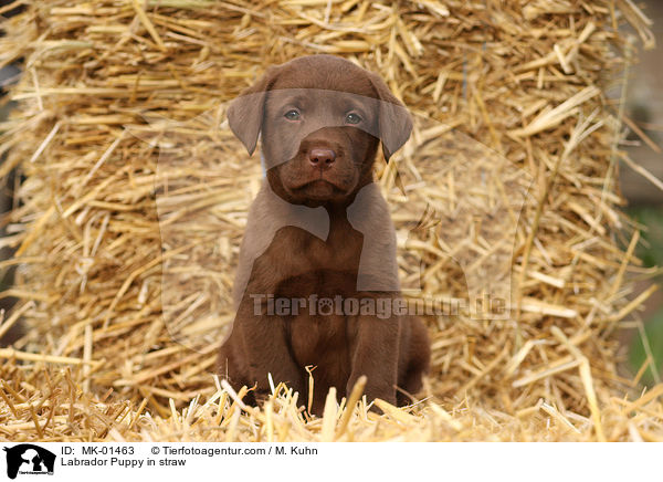 Labrador Welpe im Stroh / Labrador Puppy in straw / MK-01463