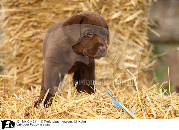 Labrador Welpe im Stroh / Labrador Puppy in straw / MK-01464