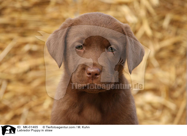 Labrador Welpe im Stroh / Labrador Puppy in straw / MK-01465