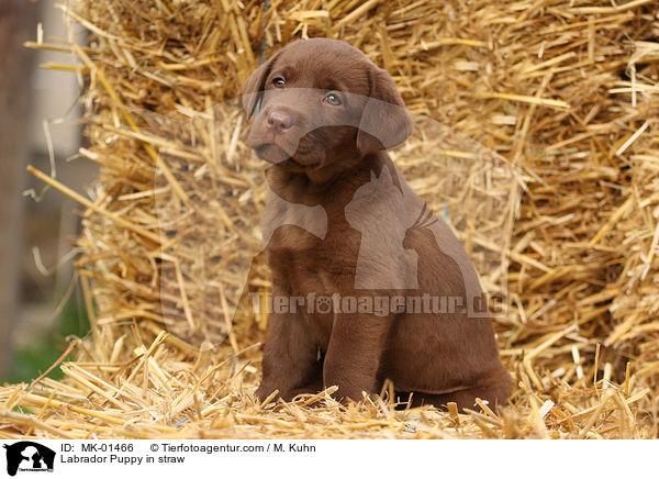 Labrador Welpe im Stroh / Labrador Puppy in straw / MK-01466