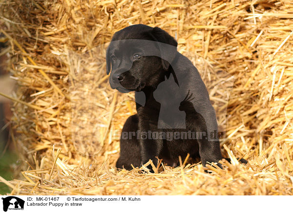 Labrador Welpe im Stroh / Labrador Puppy in straw / MK-01467