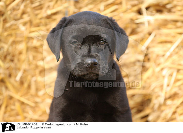 Labrador Welpe im Stroh / Labrador Puppy in straw / MK-01468