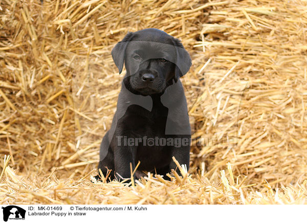 Labrador Welpe im Stroh / Labrador Puppy in straw / MK-01469