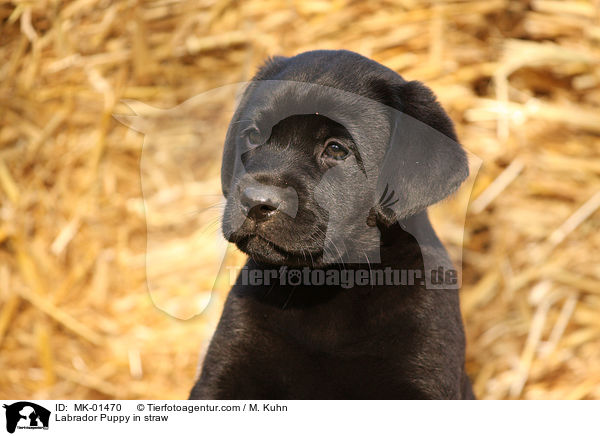 Labrador Welpe im Stroh / Labrador Puppy in straw / MK-01470