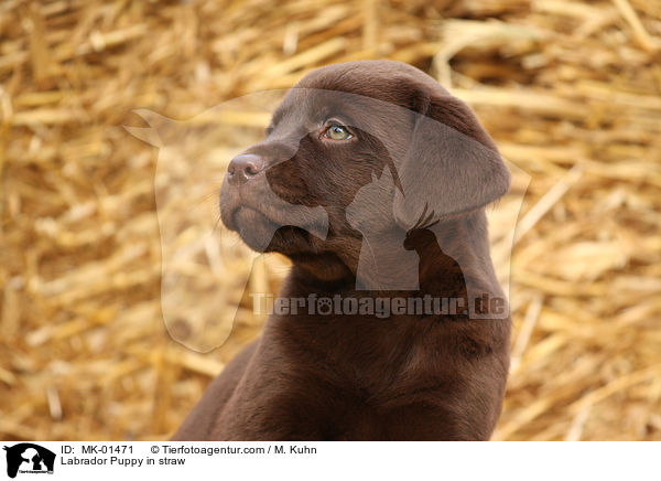 Labrador Welpe im Stroh / Labrador Puppy in straw / MK-01471